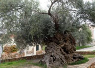 Olive Oil & Wine Experience of Crete