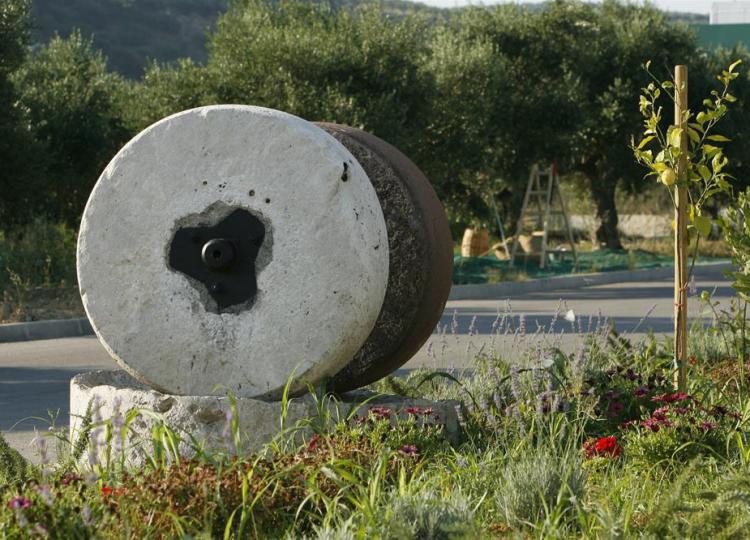 Оливковое масло и вино: опыт Крита