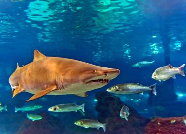 Dinosauria Park - Aquarium - Kindertag