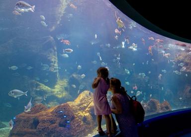 Dinosauria Park - Aquarium - Kindertag