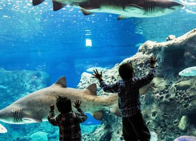 Dinosauria Park - Aquarium - Kindertag