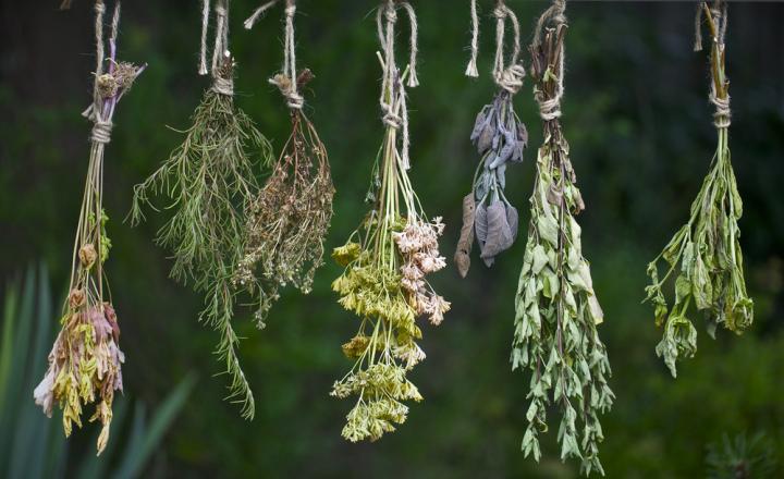Cretan Herbs  - The Wealth Of Cretan Nature