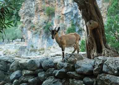 Samaria-Schlucht