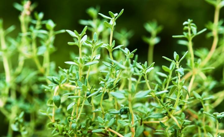 Cretan herbs