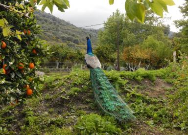 The Botanical Park & Gardens of Crete (Chania Area)