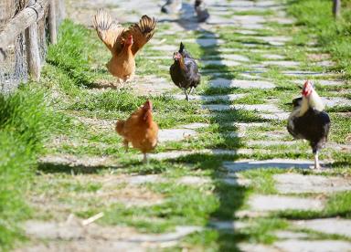 BE A CRETAN FOR A DAY